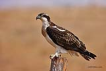 Balk kartal / Pandion haliaetus / Osprey 